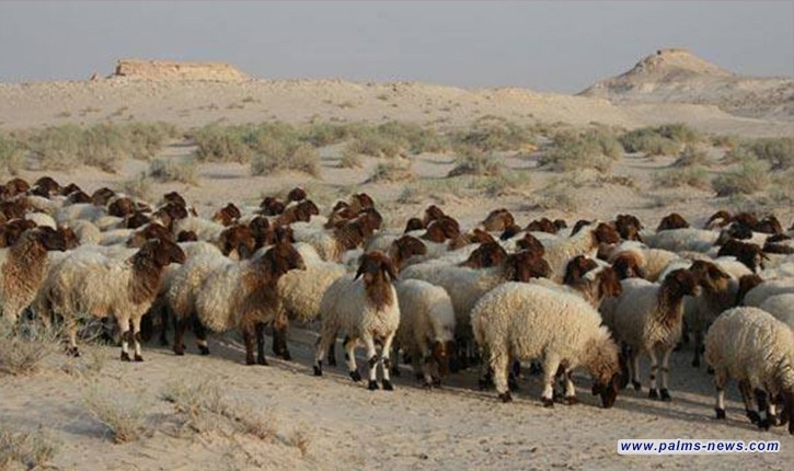 مرصد يحذر من تأثير الأمطار الحمضية على المزروعات والماشية في العراق